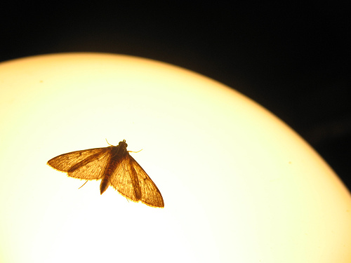 moth lite